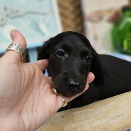 Lionel - Black male Dachshund puppy in Pocasset, Massachusetts from Dachs of the Bay