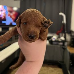 Poodle Puppies from Pawsable Prospects