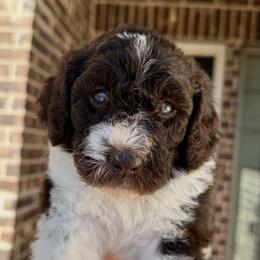 Baby Cakes - Parti female Goldendoodle puppy in Mc Kinney, Texas from Flair Doodles