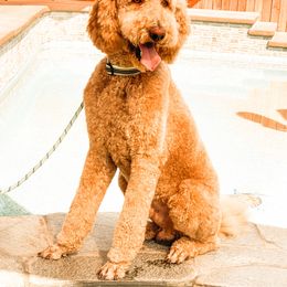 Bruno - Poodle