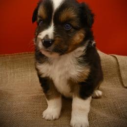 Deets - Black tri male Miniature American Shepherd puppy in Valley Springs, California from Raindance Ranch