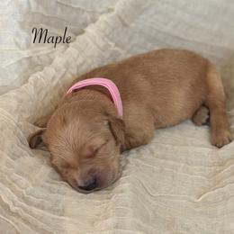 Maple - Golden female Golden Retriever puppy in Fruitland, Idaho from Bethel Retrievers