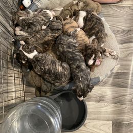 Dalmatian and Whippet Puppies from Hapi-Dal Dalmatians and Primetime Whippets
