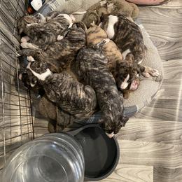 Dalmatian and Whippet Puppies from Hapi-Dal Dalmatians and Primetime Whippets