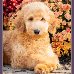 Paige - Red  female Goldendoodle puppy in Connersville, Indiana from Deaz Doodle Ranch