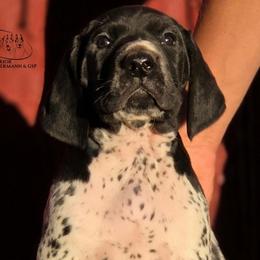 Claud - Black roan male German Shorthaired Pointer puppy in China Township, Michigan from Snell's Superior Kennel Dobermann & GSP