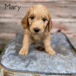 Mary - Goldendoodle puppy in Lancaster, Minnesota from North Star Dog Training
