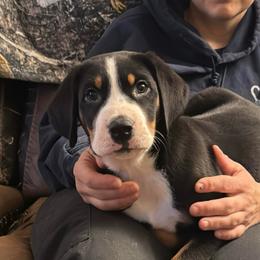 Blue Collar Boy - Black, white and red male Greater Swiss Mountain Dog puppy in Knoxville, Maryland from Dahlgren Swissys