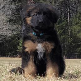 Merlin vom Zuflucht - Blue Collar - Black and red male German Shepherd puppy in Charlotte, North Carolina from Zuflucht K9s