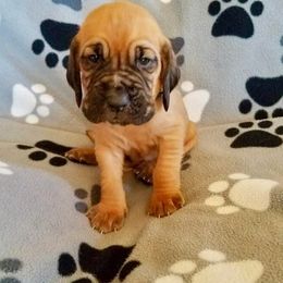 Girl 1 - Red female Bloodhound puppy in Paoli, Indiana from Houndsarunning Bloodhounds