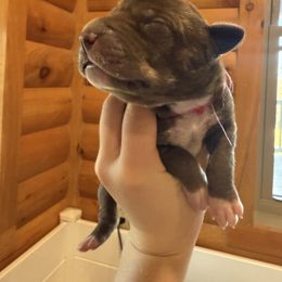 Chocolate Brindlepoint - Chocolate female Great Dane puppy in Corsica, Pennsylvania from Ferguson Family Danes LLC