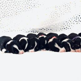 Pembroke Welsh Corgi Puppies from Stub club corgis