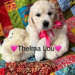 Thelma Lou - Light golden female Golden Retriever puppy in Greensboro, North Carolina from Lewis Goldens