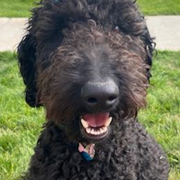 Goldendoodles from Cornerstone Goldendoodles and Kennels