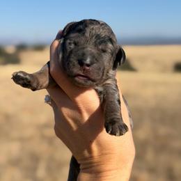 Willow - Merle female Goldendoodle puppy in Millville, California from Hope Lane Kennels