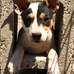 Rat Terrier Puppies from Blackwood Rat Terriers