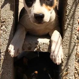 Rat Terrier Puppies from Blackwood Rat Terriers
