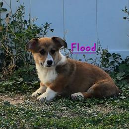 Flood - Sable female Pembroke Welsh Corgi puppy in Kiowa, Colorado from Cool Water Corgis LLC