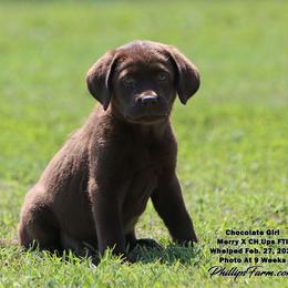 Torvi - Chocolate female Labrador Retriever puppy in Point, Texas from Lakylu Kennels