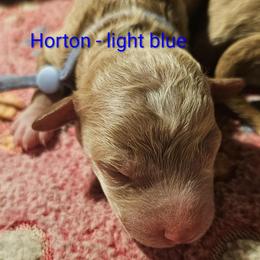 Horton- the Dr suess littter - Caramel red male Labradoodle puppy in Phelan, California from Family Doodles
