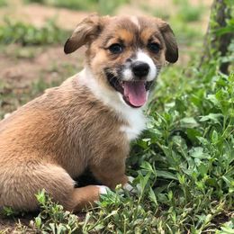  Puppies from Diamond G Corgis