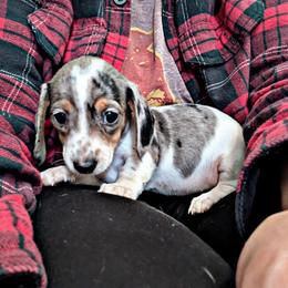 3 -Dapple piebald - Dapple female Dachshund puppy in Central Point, Oregon from MRS Long Dog Ranch