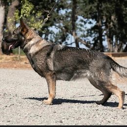 Rayge - German Shepherd