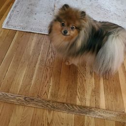 Pomeranian All Grown Up from O'My Heart Pomeranians