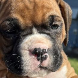 Boxers from Rocky Mountain Boxers