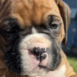 Boxers from Rocky Mountain Boxers