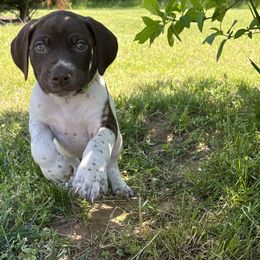 German Shorthaired Pointer Puppies from Chris's GSPs