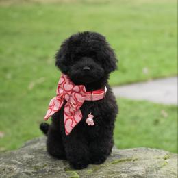 Abigale Gabble - Black female Cockapoo puppy in Deming, Washington from Heavenly Puppies to Love