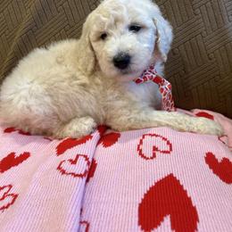 Beso - White male Poodle puppy in Mobile, Alabama from Semmy’s Standard Poodle LLC