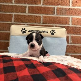 Girl 6 - Black and white female Boston Terrier puppy in Conyers, Georgia from Dixe Hill Dogs