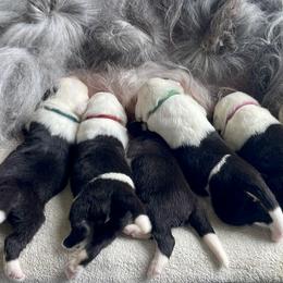 Old English Sheepdog Puppies from Cotufas
