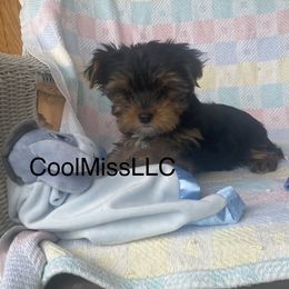 Chihuahua and Yorkshire Terrier Puppies from CoolMissLLC