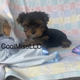 Chihuahua and Yorkshire Terrier Puppies from CoolMissLLC