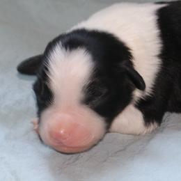 Boy 1 - Black tri male Miniature American Shepherd puppy in Tiskilwa, Illinois from First Harmony Farms