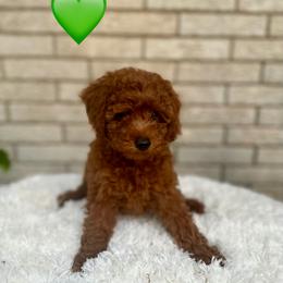 Green boy - Red  male Poodle puppy in Saginaw, Texas from Pawcious Poodles