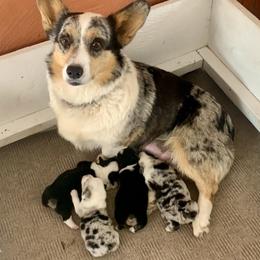 American Corgi Puppies from Blue Diamond Welsh corgis