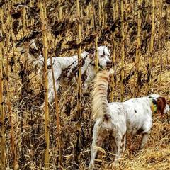 English Setters from Timberdoo Kennels