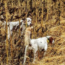 English Setters from Timberdoo Kennels