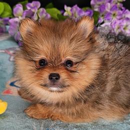Pepper's Smells Like Teen Spirit - Spirit - Red sable female Pomeranian puppy in Plant City, Florida from Pepper's Pomeranians