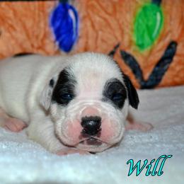 Will - male Alapaha Blue Blood Bulldog puppy in Walbridge, Ohio from United Alapaha Bulldogs