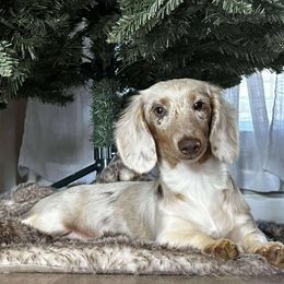 Dachshunds from Kismet Doxies