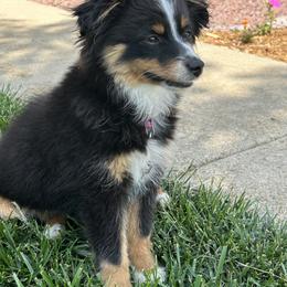 Toy Australian Shepherd Puppies from Kickapoo Creek Toy Aussies