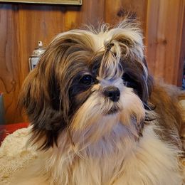 Branson - Shih Tzu