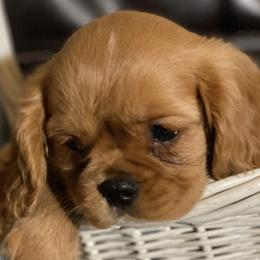 Cavalier King Charles Spaniel puppies from F-Stop Cavaliers