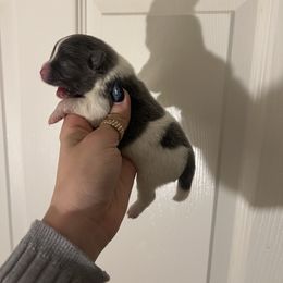 Girl 3 - Blue parti female Pomeranian puppy in Muskogee, Oklahoma from Wonderlust Pomeranians