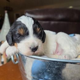 Daisy - Tri-color female Bernedoodle puppy in Blackfoot, Idaho from Draper Mountain Doodles